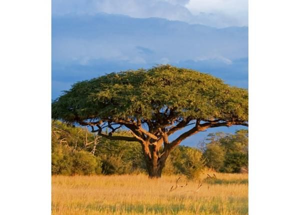 Fliis fototapeet Acacia tree