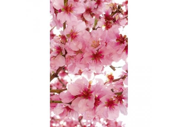 Fliis fototapeet Apple blossom