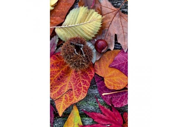Fliis fototapeet Autumn leaves