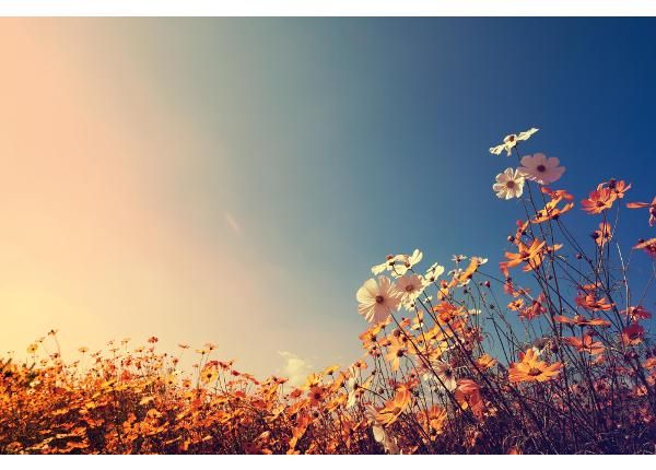 Fliis fototapeet Beautiful Cosmos Flower