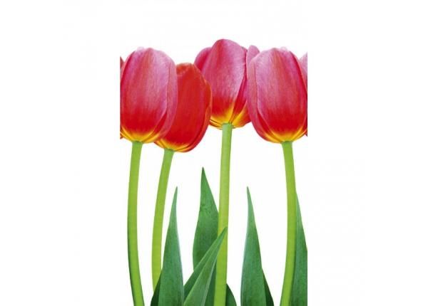 Fliis fototapeet Bed of tulips