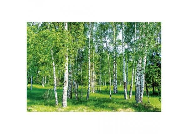 Fliis fototapeet Birch grow 375x250 cm