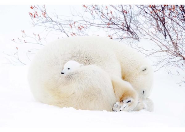 Fliis fototapeet Blue Polar Bears