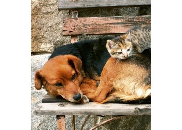 Fliis fototapeet Cat and dog