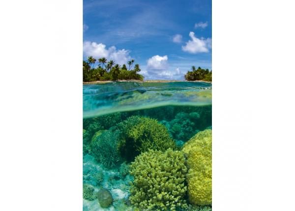 Fliis fototapeet Coral reef