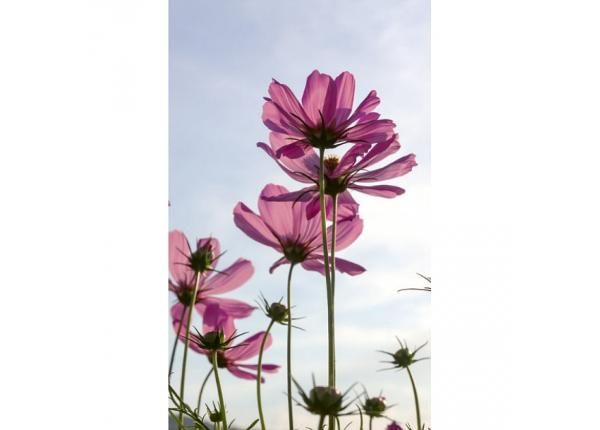 Fliis fototapeet Cosmos flowers