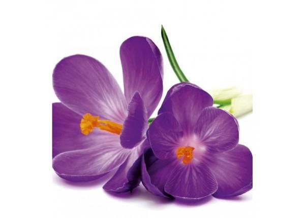 Fliis fototapeet Crocus