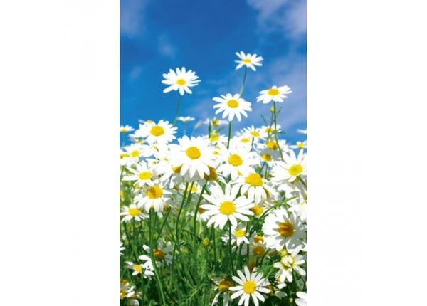Fliis fototapeet Daisies
