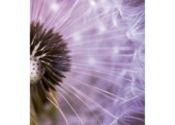 Fliis fototapeet Dandelion