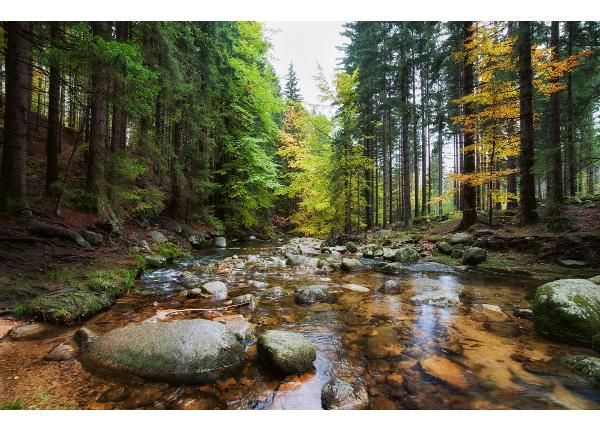 Fliis fototapeet Forest Stream