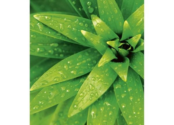 Fliis fototapeet Fresh foliage
