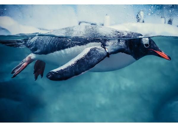 Fliis fototapeet Gentoo Penguin Swimming Marine Life