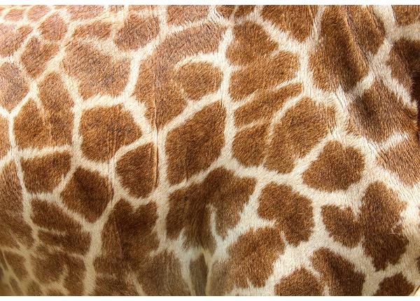 Fliis fototapeet Genuine Leather  Of Giraffe