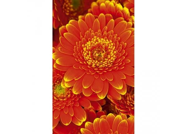 Fliis fototapeet Gerbera