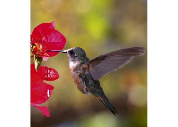 Fliis fototapeet Hummingbird