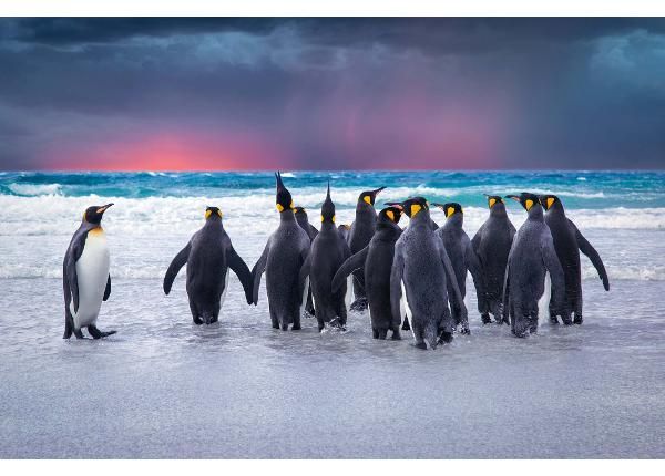 Fliis fototapeet King Penguins In The Falkland