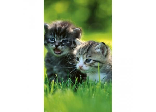 Fliis fototapeet Kittens 150x250 cm