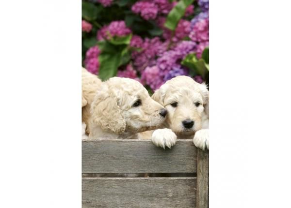 Fliis fototapeet Labrador puppies