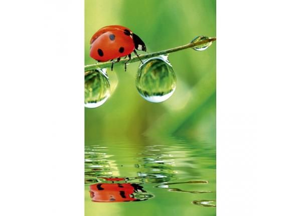 Fliis fototapeet Ladybird