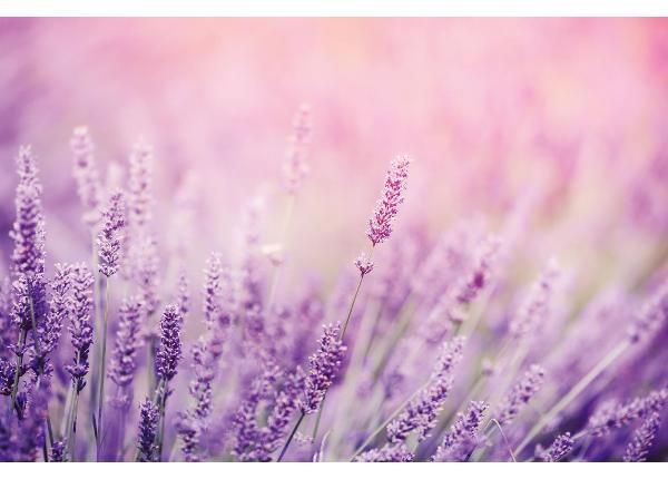 Fliis fototapeet Lavender