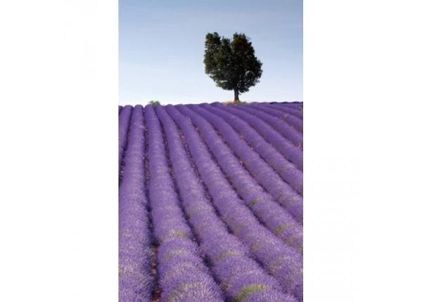 Fliis fototapeet Lavender field