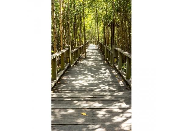 Fliis fototapeet Mangrove forest
