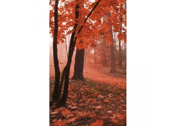Fliis fototapeet Misty forest