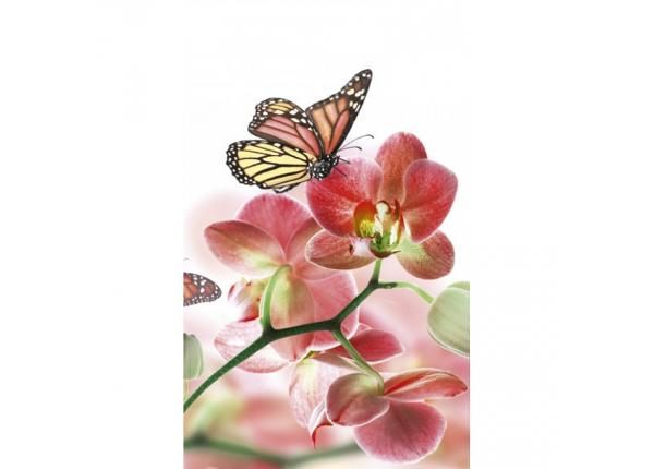 Fliis fototapeet Orchids and butterfly