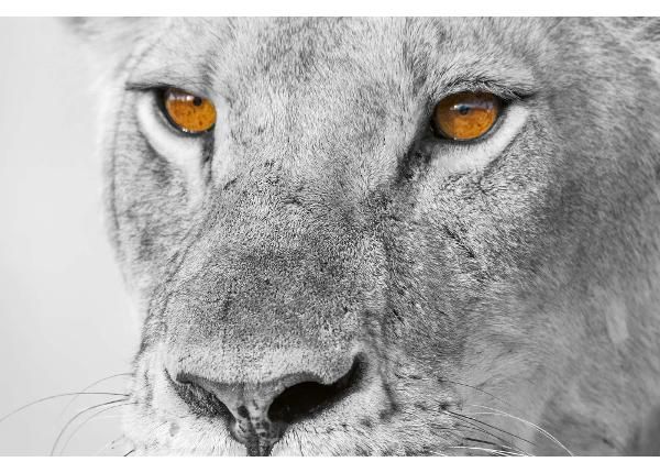 Fliis fototapeet Panthera Leo