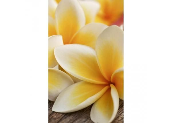 Fliis fototapeet Plumeria