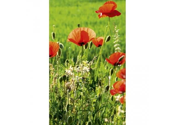 Fliis fototapeet Poppy field