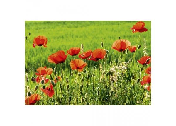 Fliis fototapeet Poppy field 375x250 cm