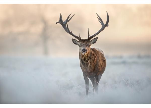 Fliis fototapeet Red Deer Stag