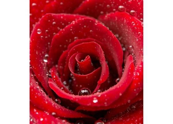 Fliis fototapeet Red rose