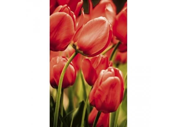 Fliis fototapeet Red tulips