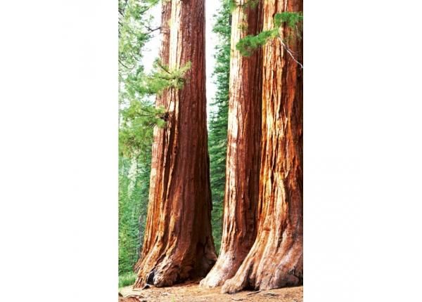 Fliis fototapeet Sequoia