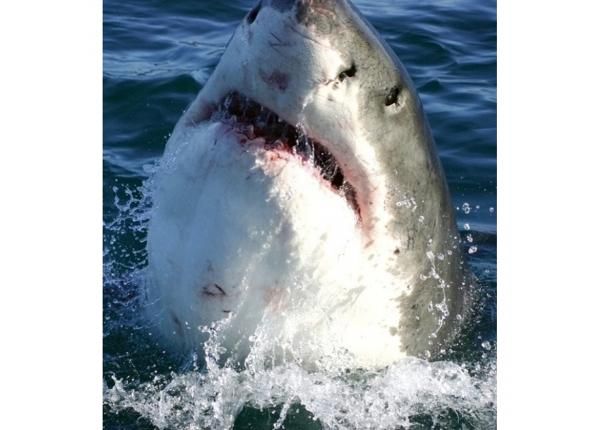 Fliis fototapeet Shark