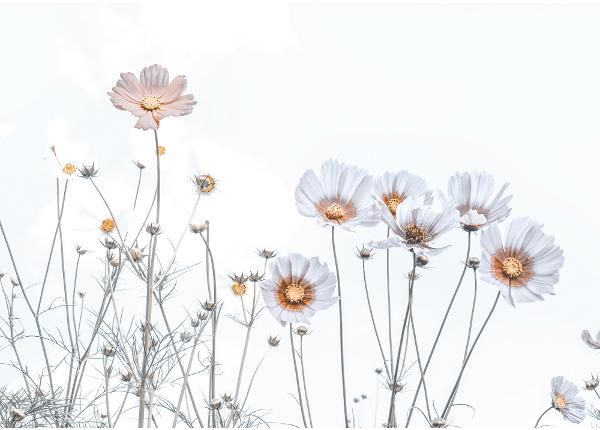 Fliis fototapeet Soft Flowers