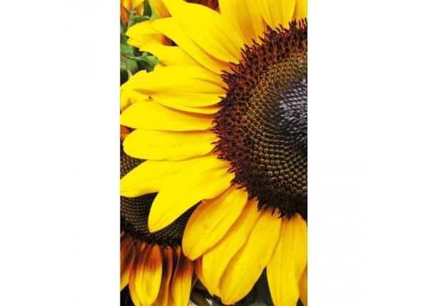 Fliis fototapeet Sunflowers