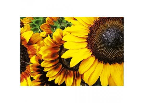 Fliis fototapeet Sunflowers 375x250 cm
