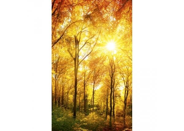 Fliis fototapeet Sunny forest