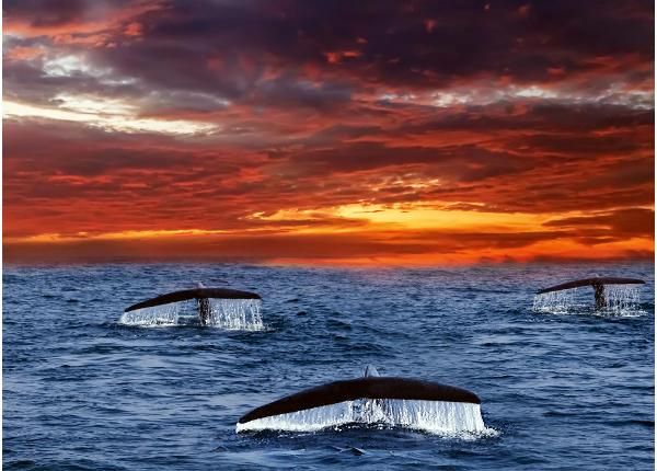 Fliis fototapeet Tails Whales