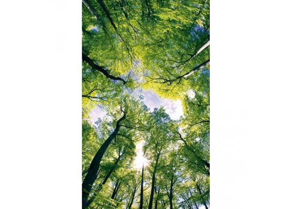 Fliis fototapeet Trees