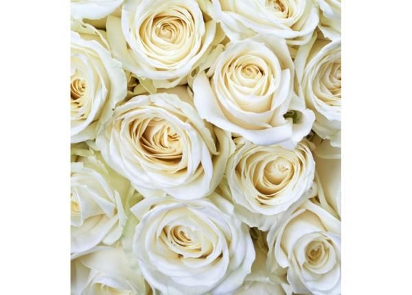 Fliis fototapeet White roses 225x250 cm