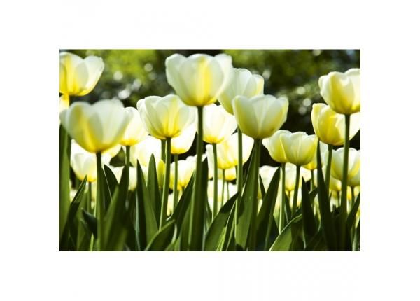 Fliis fototapeet White tulips