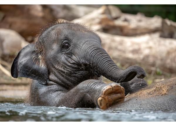 Fliis fototapeet Young Indian Elephant