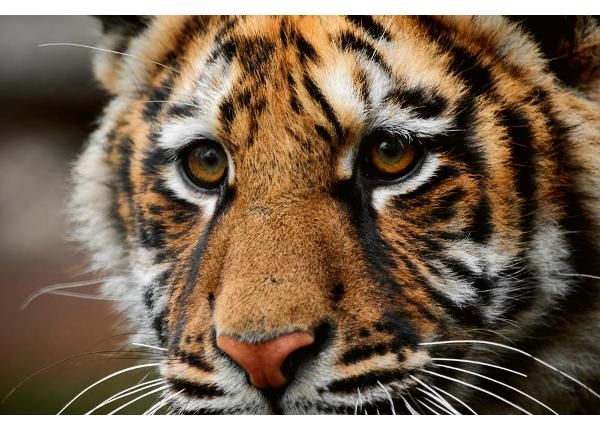 Isekleepuv fototapeet Beautiful Big Tiger