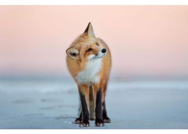 Isekleepuv fototapeet Fox Turns Its Head