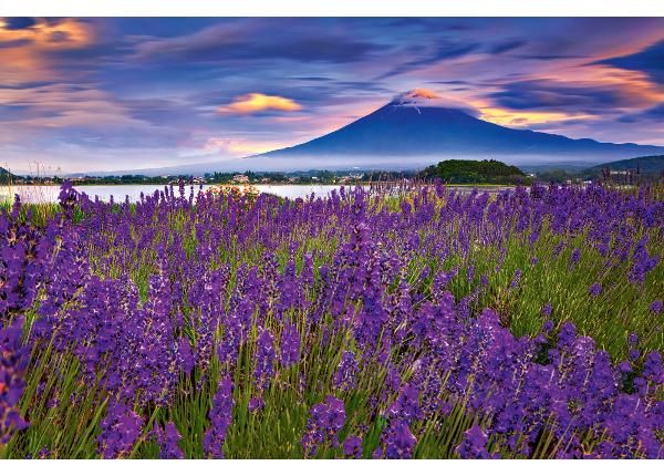 Isekleepuv fototapeet Fuji Mountain And Lavender