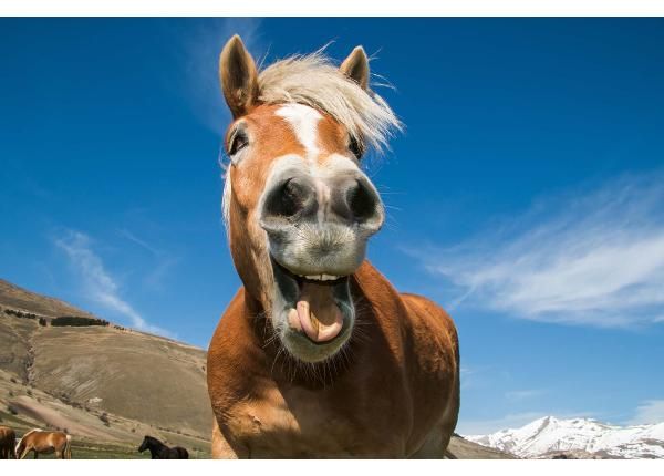 Isekleepuv fototapeet Funny Shot Of Horse